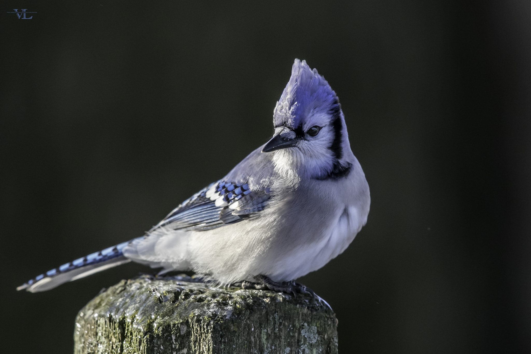 Canon EF 600mm F4L IS II USM sample photo. Blue jay photography