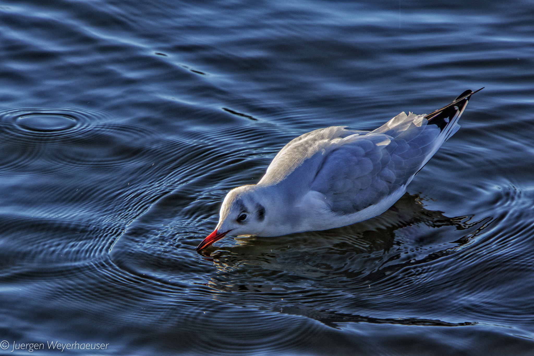 Sony Alpha NEX-7 + Sony E 18-200mm F3.5-6.3 OSS sample photo. Kreise photography