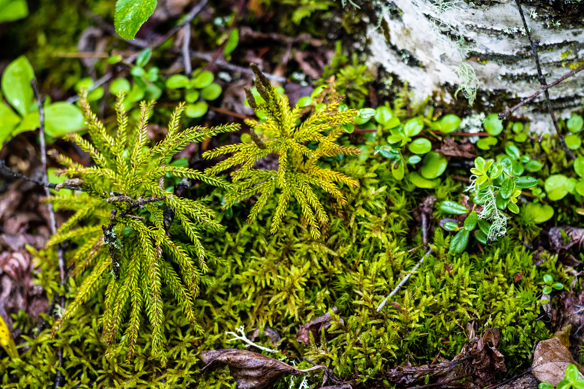 Sigma APO Macro 150mm f/2.8 EX DG HSM sample photo. Forest floor photography