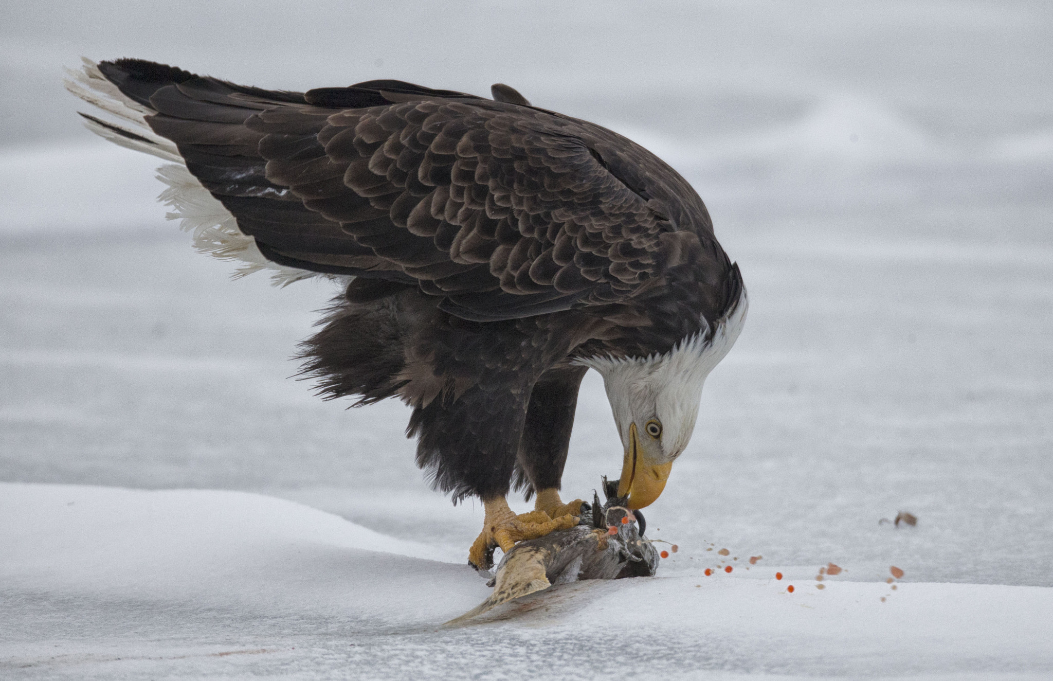 Canon EF 800mm F5.6L IS USM sample photo. Dinner photography