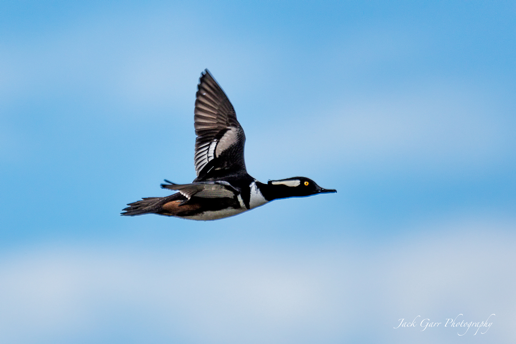 Canon EOS 5DS sample photo. Hooded merganser flying photography