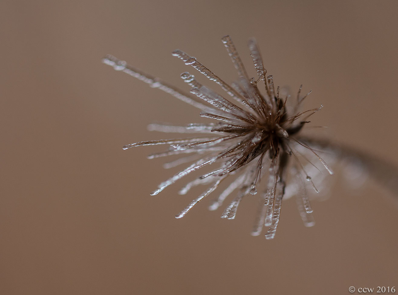 Canon EF 100mm F2.8L Macro IS USM sample photo. 161230.jpg photography