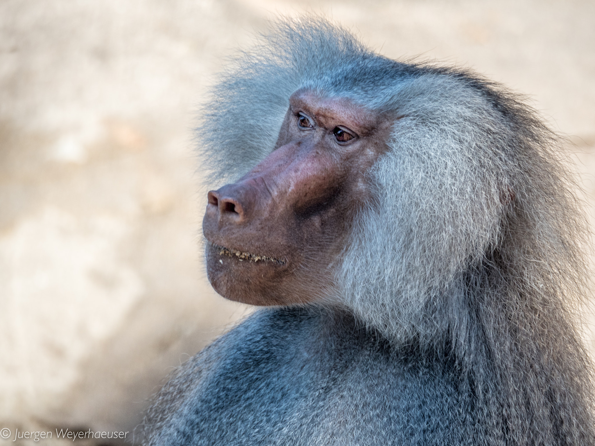 Olympus OM-D E-M5 II sample photo. Ein besuch im zoo photography