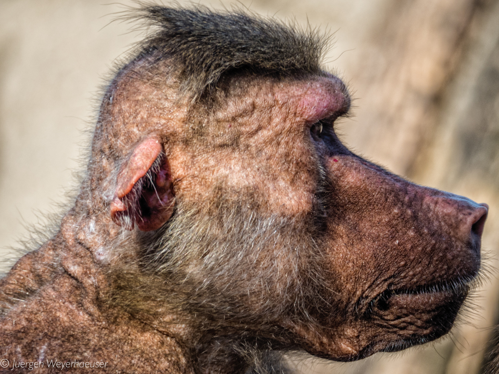 Olympus OM-D E-M5 II sample photo. Ein besuch im zoo photography