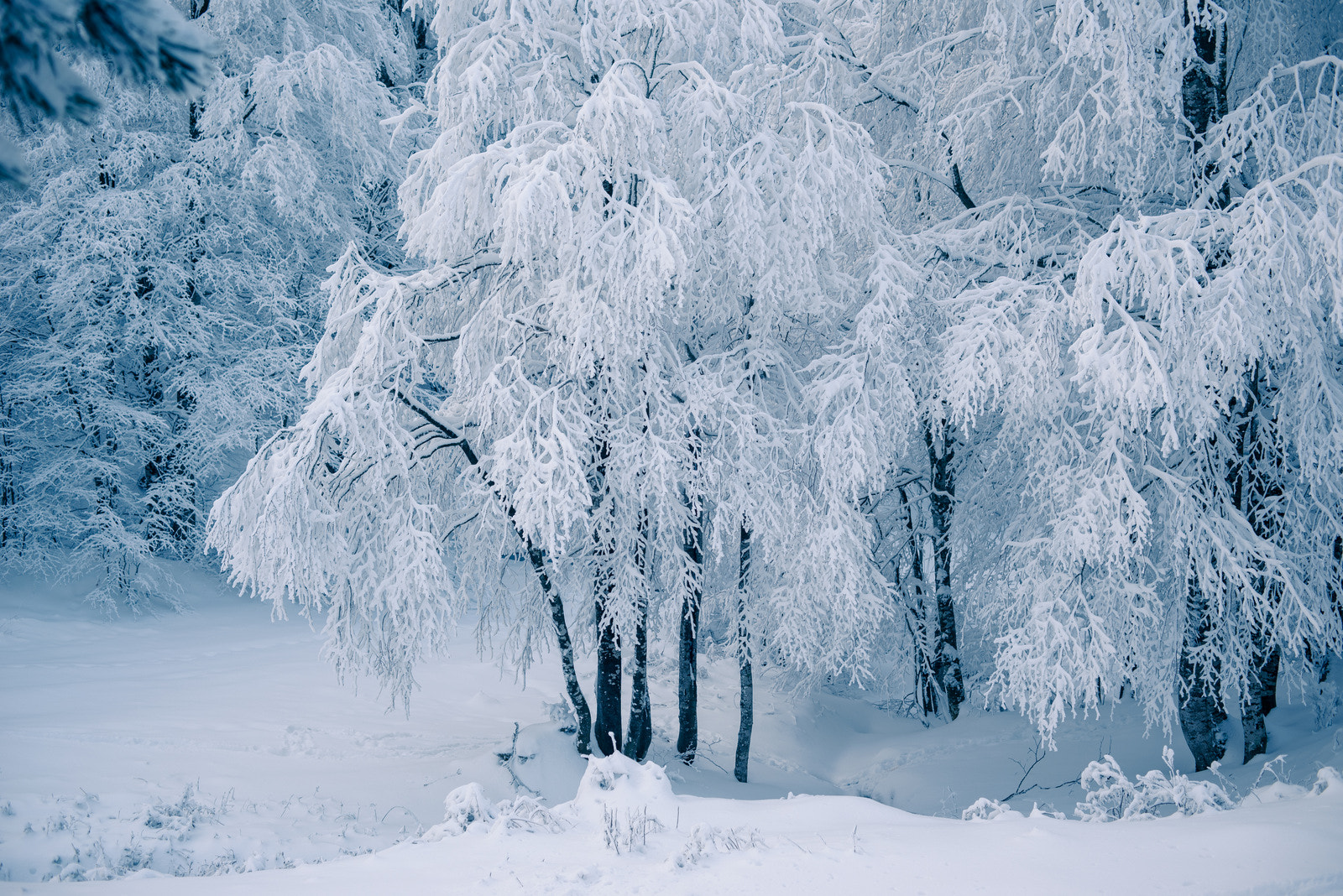 ZEISS Makro-Planar T* 50mm F2 sample photo. Winter photography