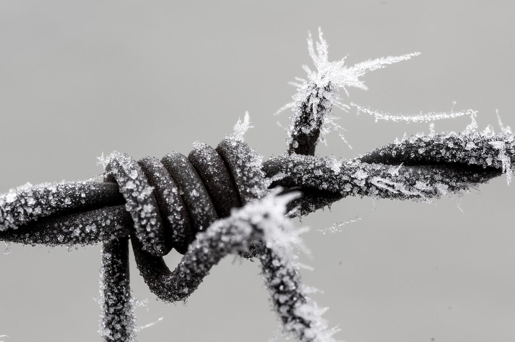 90mm F2.8 Macro SSM sample photo. Frozen photography