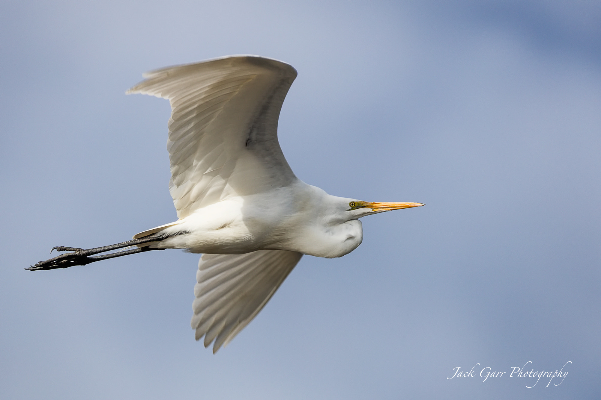 Canon EOS 5DS sample photo. Great white egret in flight photography