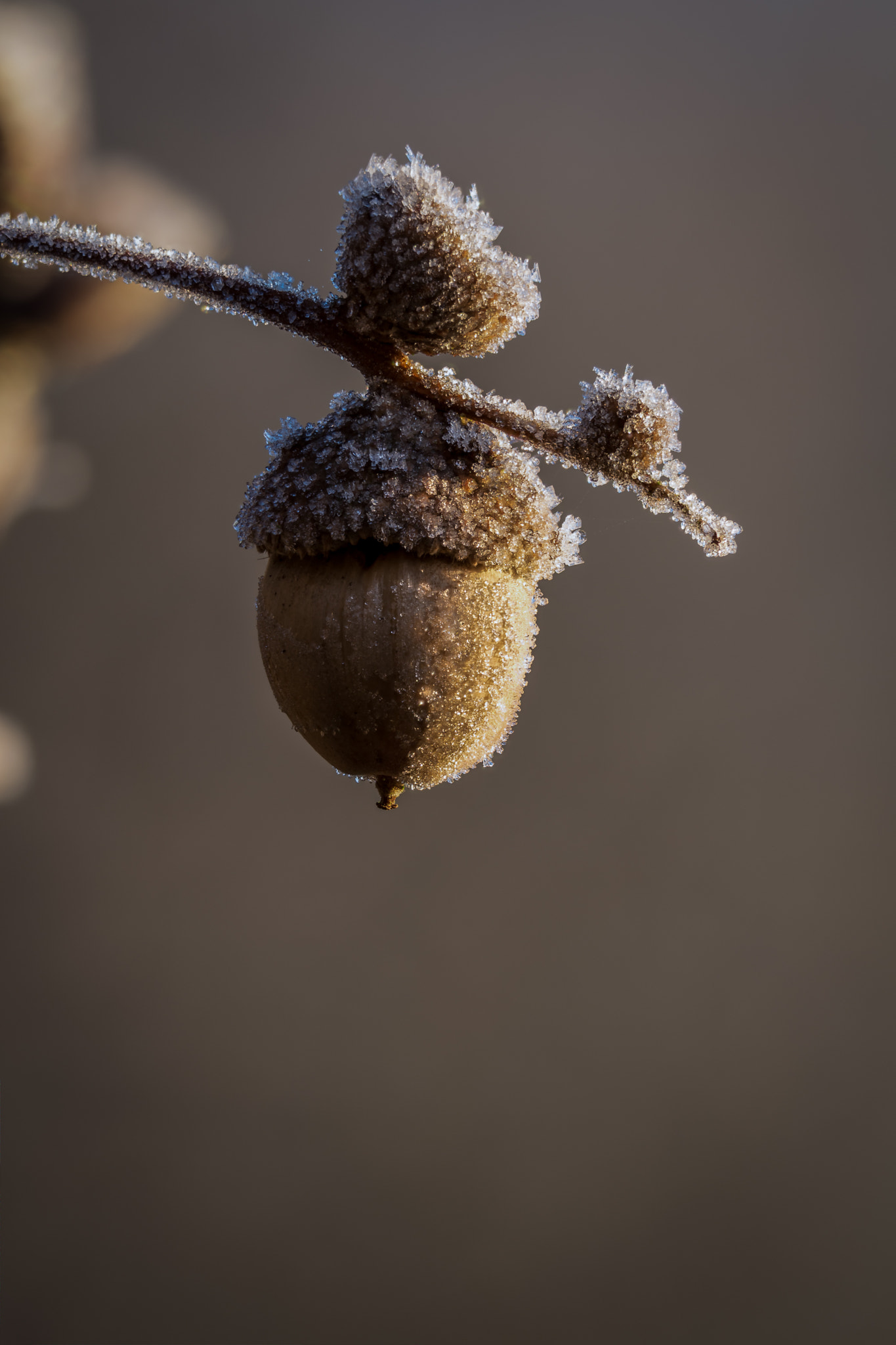 Canon EOS 700D (EOS Rebel T5i / EOS Kiss X7i) + Canon EF 70-200mm F4L IS USM sample photo. Frozen acorn photography