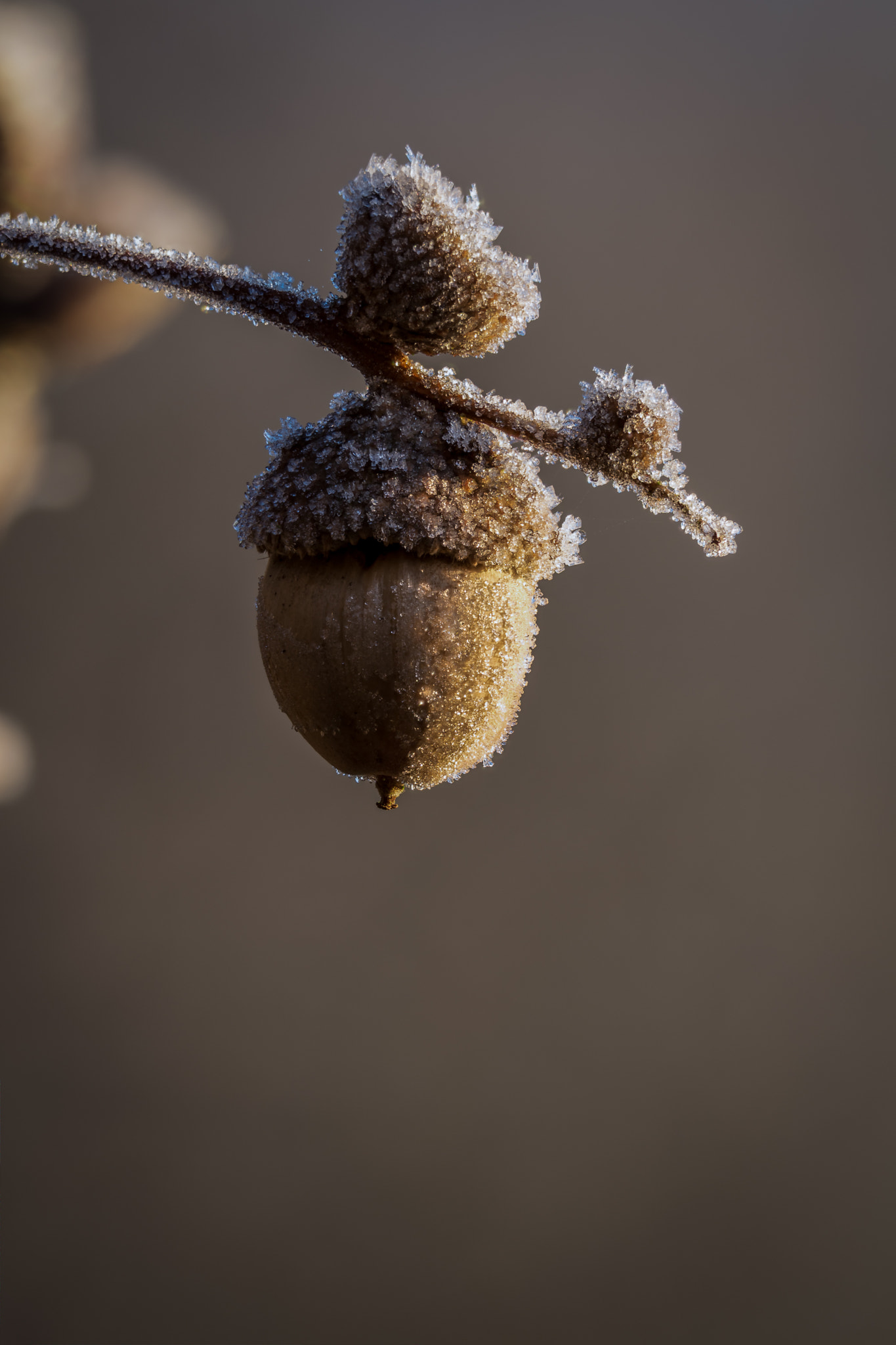 Canon EOS 700D (EOS Rebel T5i / EOS Kiss X7i) sample photo. Frozen acorn photography