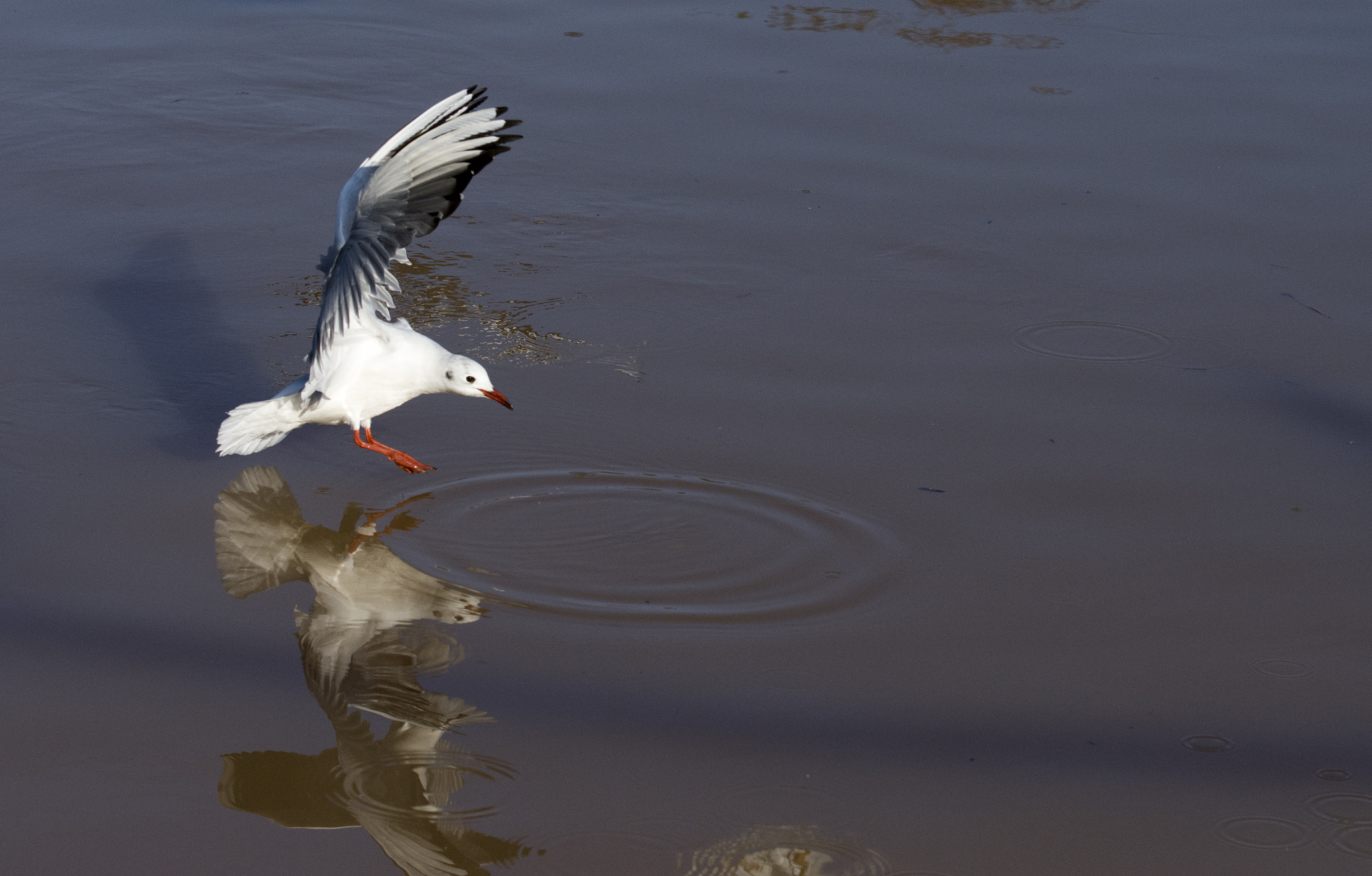 Nikon AF-S Nikkor 70-200mm F2.8G ED VR II sample photo. Larus photography