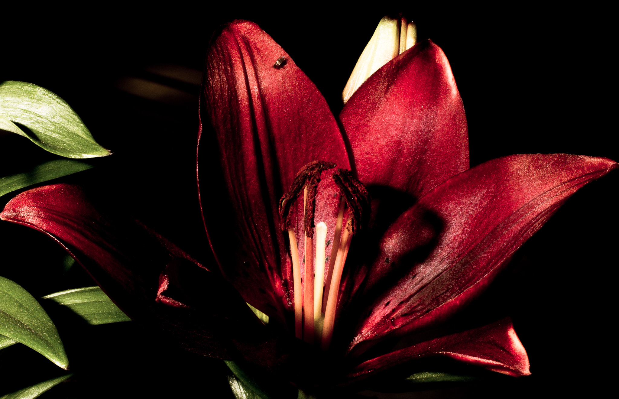 Canon EOS 60D + Canon EF 35mm F1.4L USM sample photo. Lilies photography