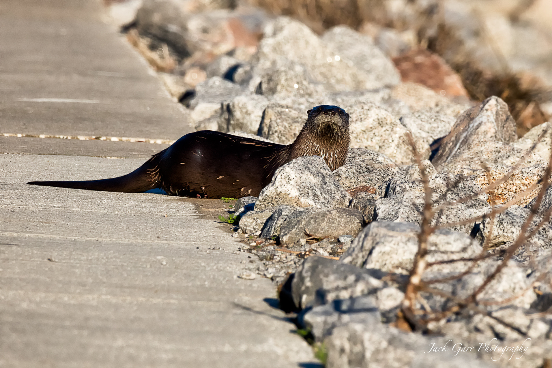 150-600mm F5-6.3 DG OS HSM | Sports 014 sample photo. Mink huntington beach state park photography