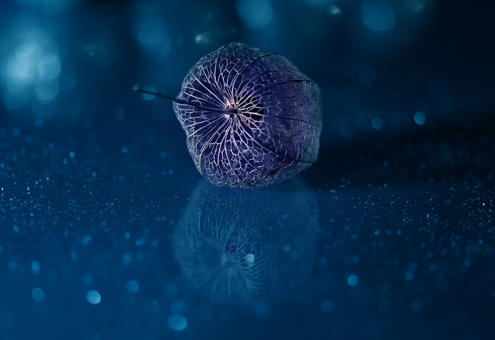 Sigma 105mm F2.8 EX DG OS HSM sample photo. Snow physalis photography