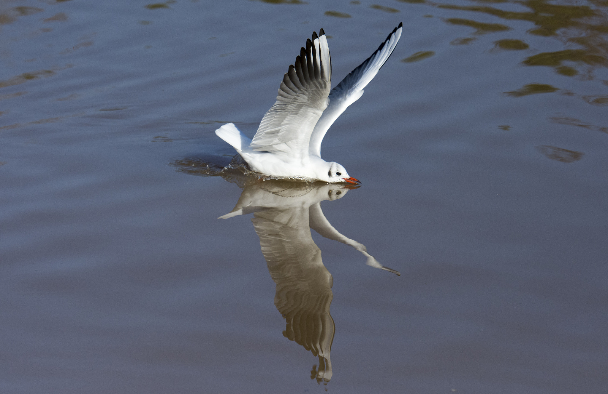 Nikon AF-S Nikkor 70-200mm F2.8G ED VR II sample photo. Larus photography