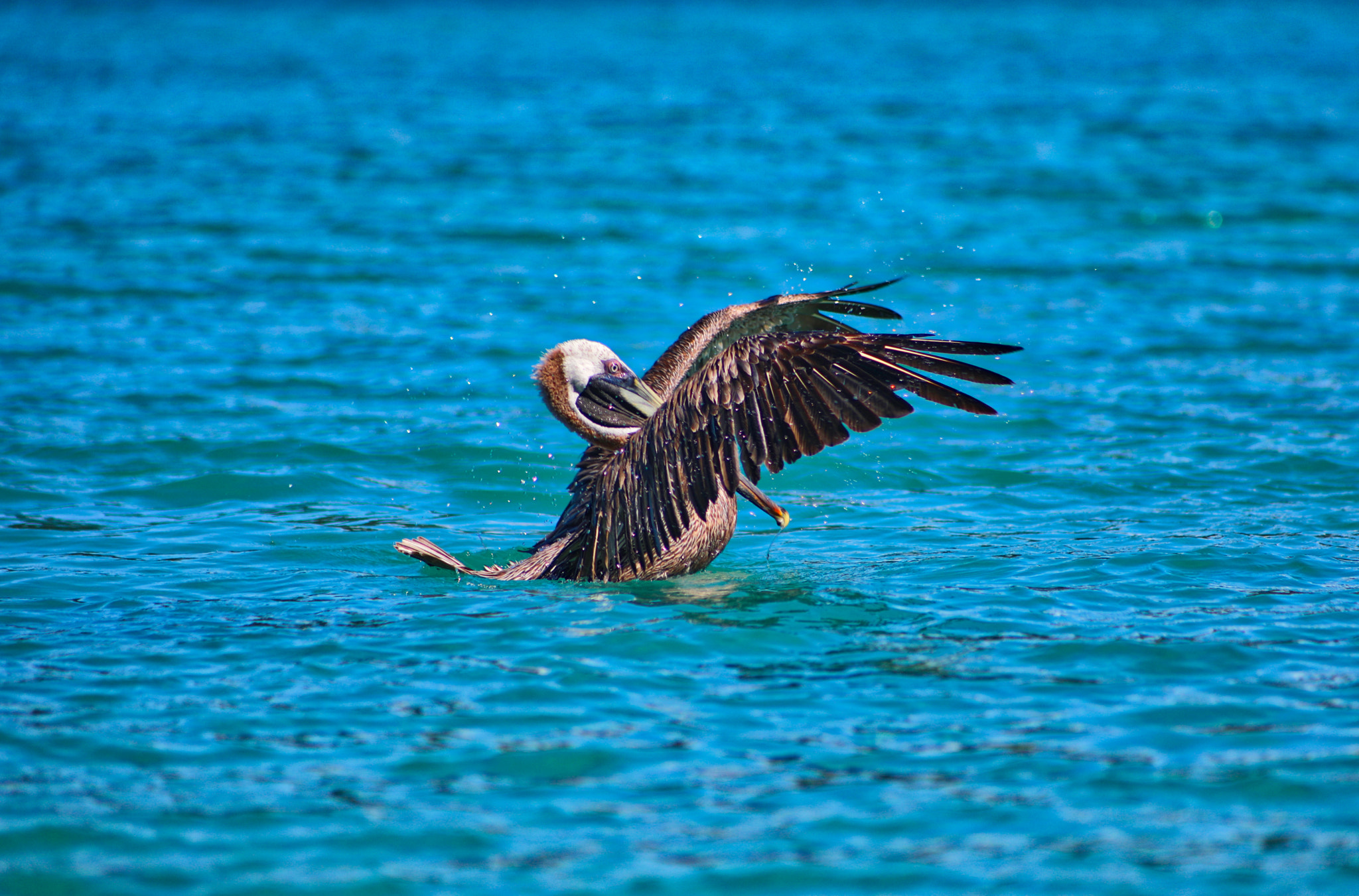 Canon EOS 5D Mark IV + Canon EF 75-300mm f/4-5.6 USM sample photo. Pelican takeoff photography