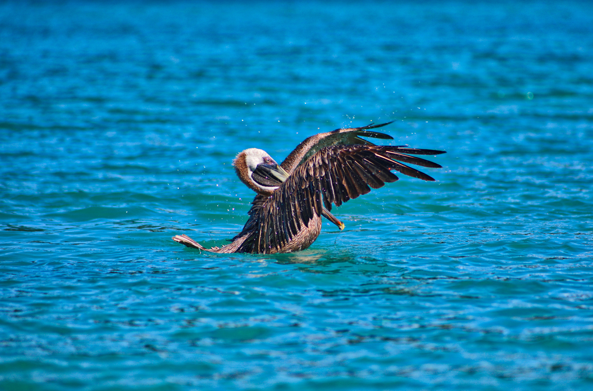 Canon EF 75-300mm f/4-5.6 USM sample photo. Pelican takeoff photography