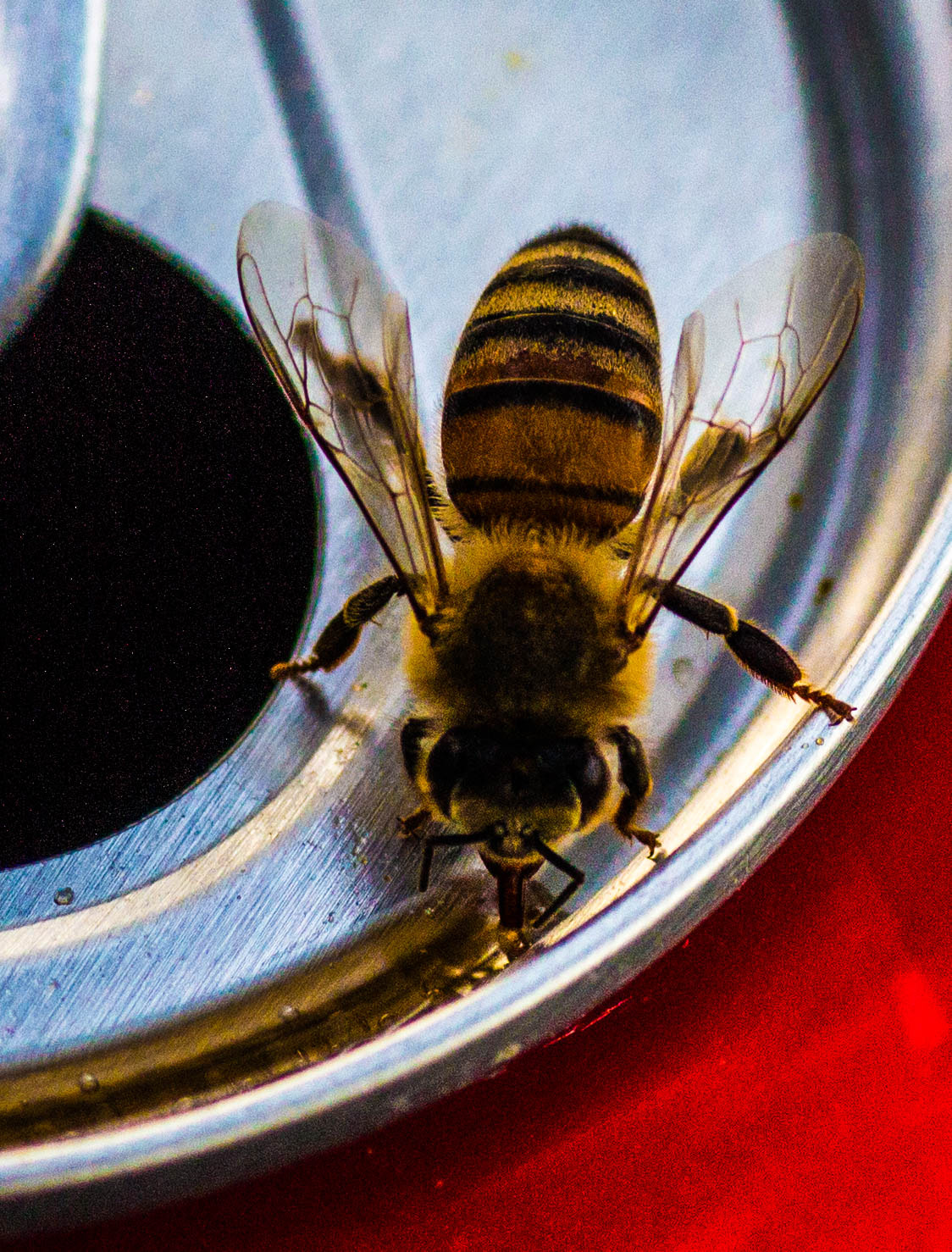 Canon EOS 650D (EOS Rebel T4i / EOS Kiss X6i) + Tamron SP AF 90mm F2.8 Di Macro sample photo. Thirsty bee! photography