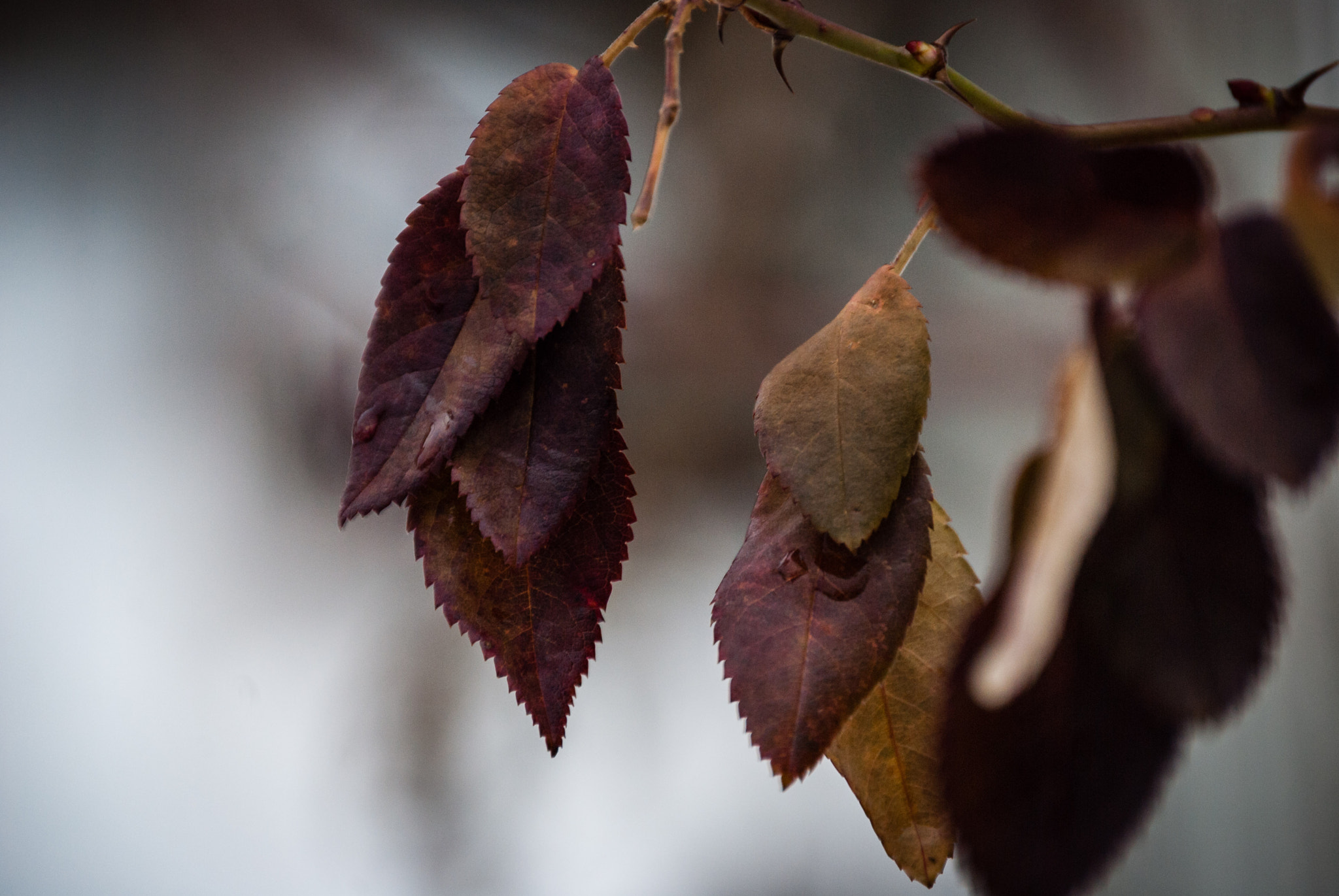Nikon D200 sample photo