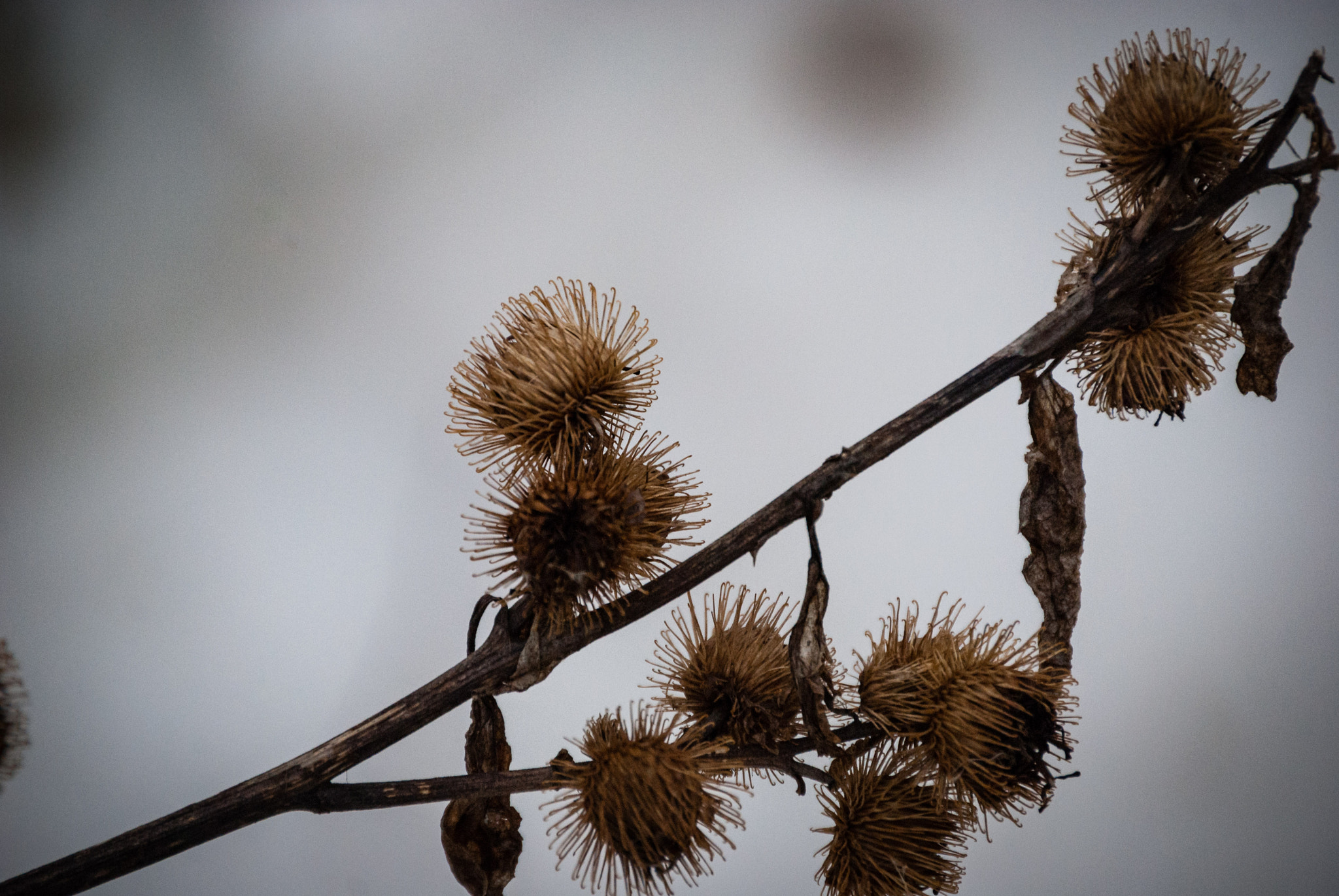 Nikon D200 sample photo