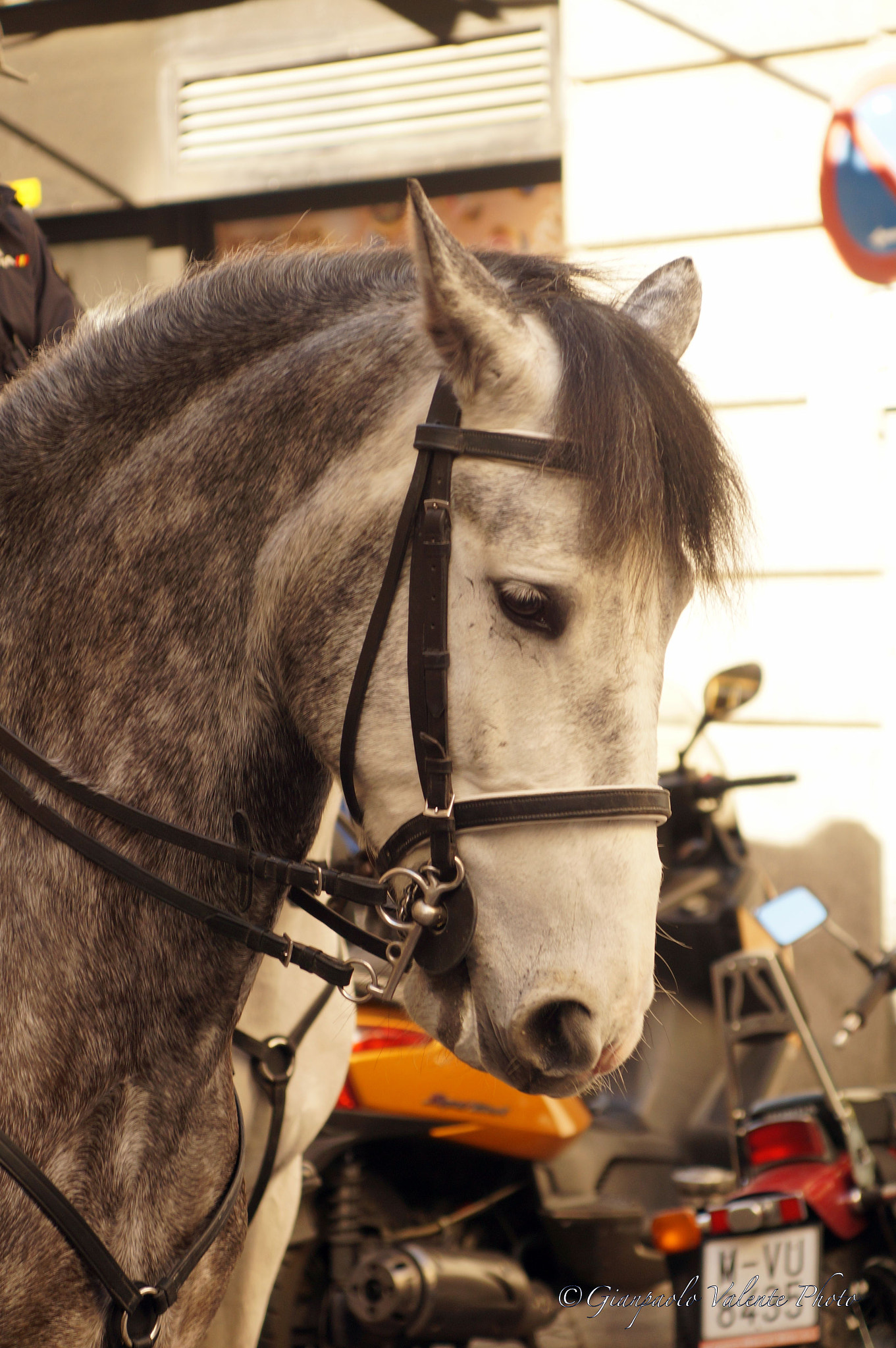 Sony SLT-A57 sample photo. Cavallo... photography