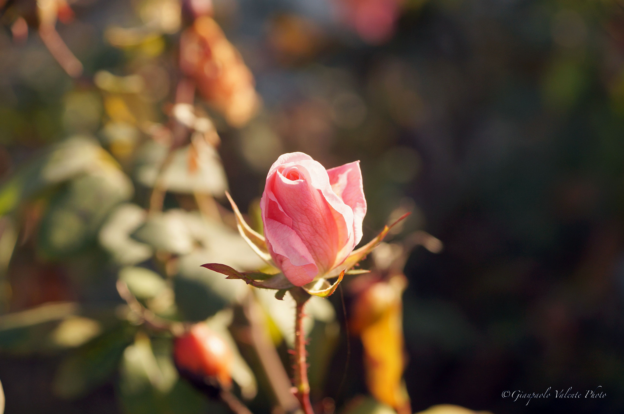 Sony SLT-A57 sample photo. Bocciolo... photography