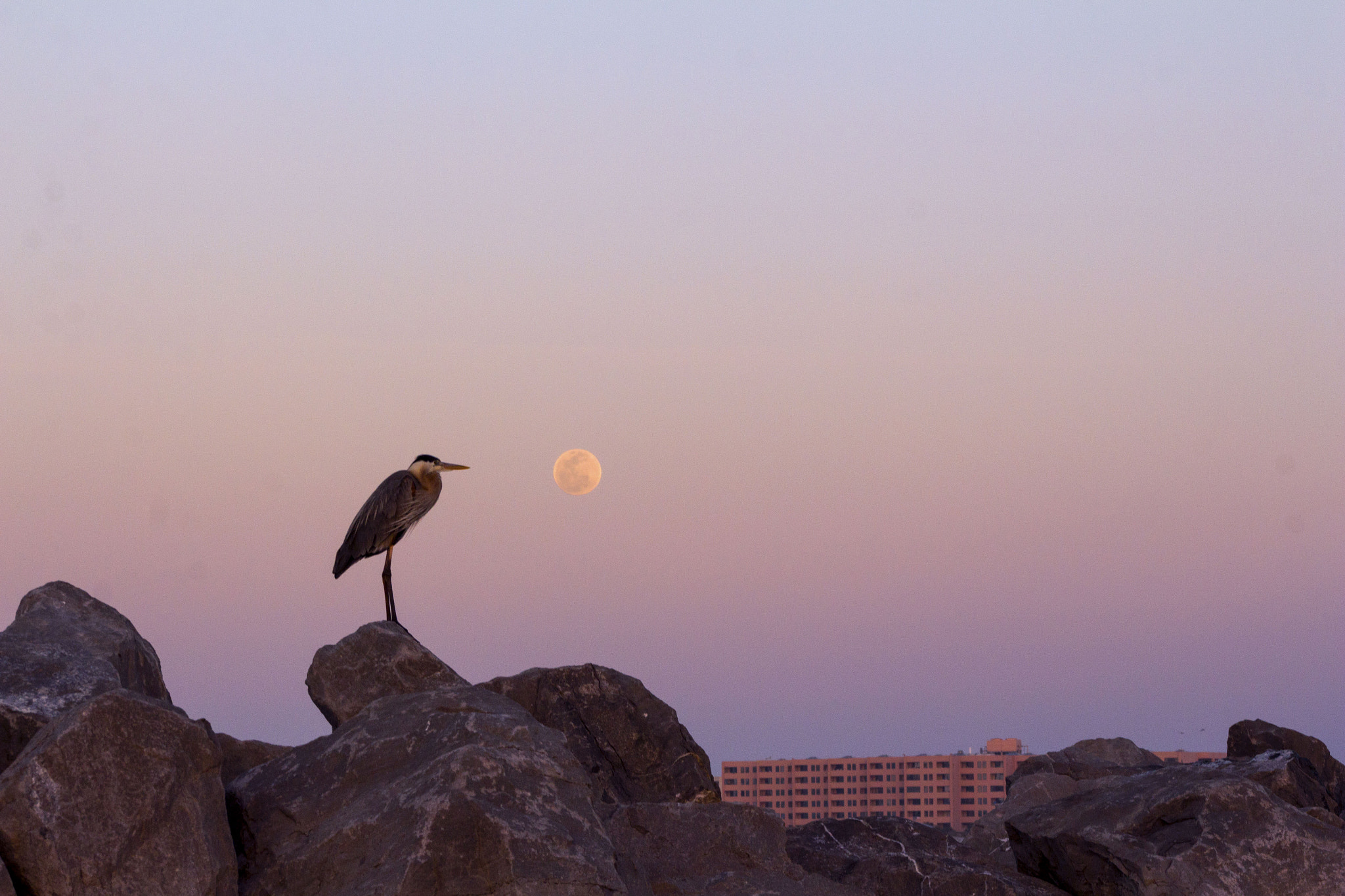 Canon EOS 650D (EOS Rebel T4i / EOS Kiss X6i) sample photo. Blue heron jetties photography