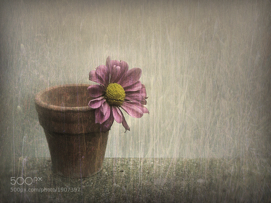 Photograph Wallflower by Jenny Woodward on 500px