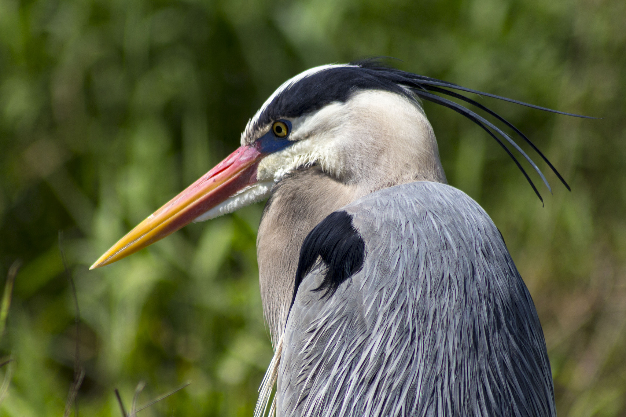 Canon EOS 650D (EOS Rebel T4i / EOS Kiss X6i) + EF75-300mm f/4-5.6 sample photo. Great blue heron photography