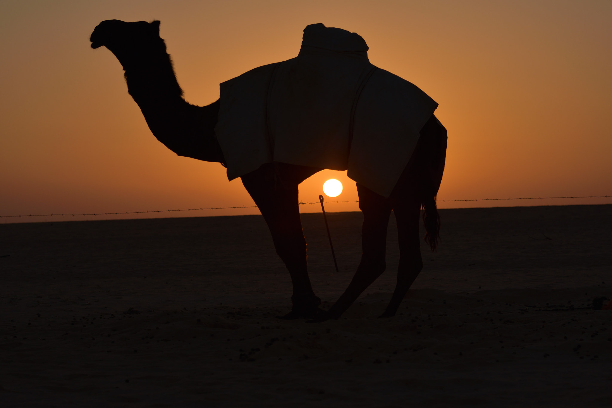 Nikon D3400 + Nikon AF-S Nikkor 70-300mm F4.5-5.6G VR sample photo. Shadow of camel's sunset photography