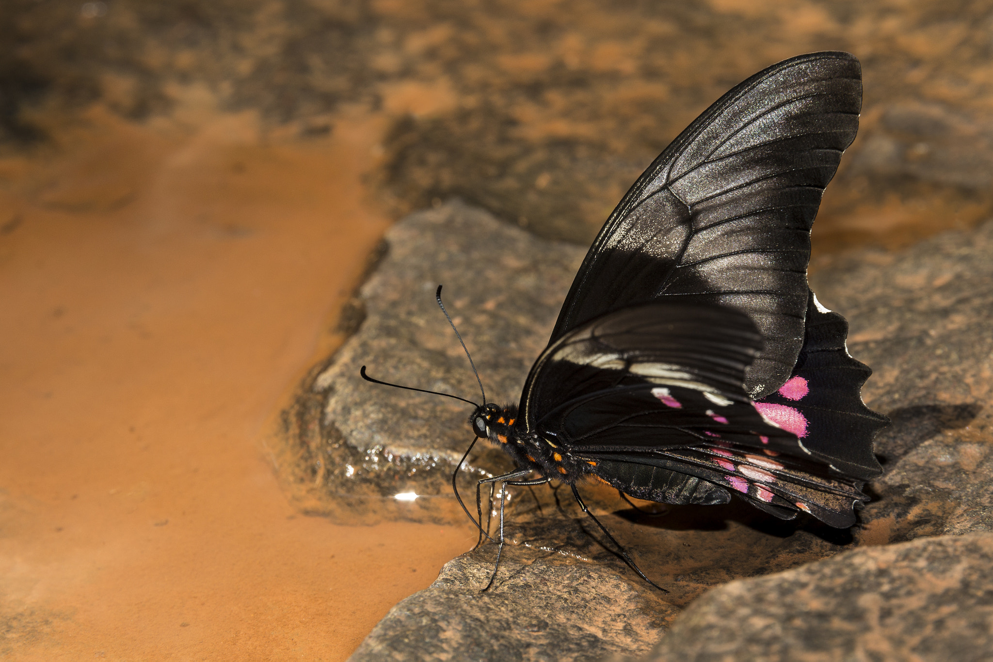 Canon EOS 700D (EOS Rebel T5i / EOS Kiss X7i) sample photo. A beautiful butterfly. photography