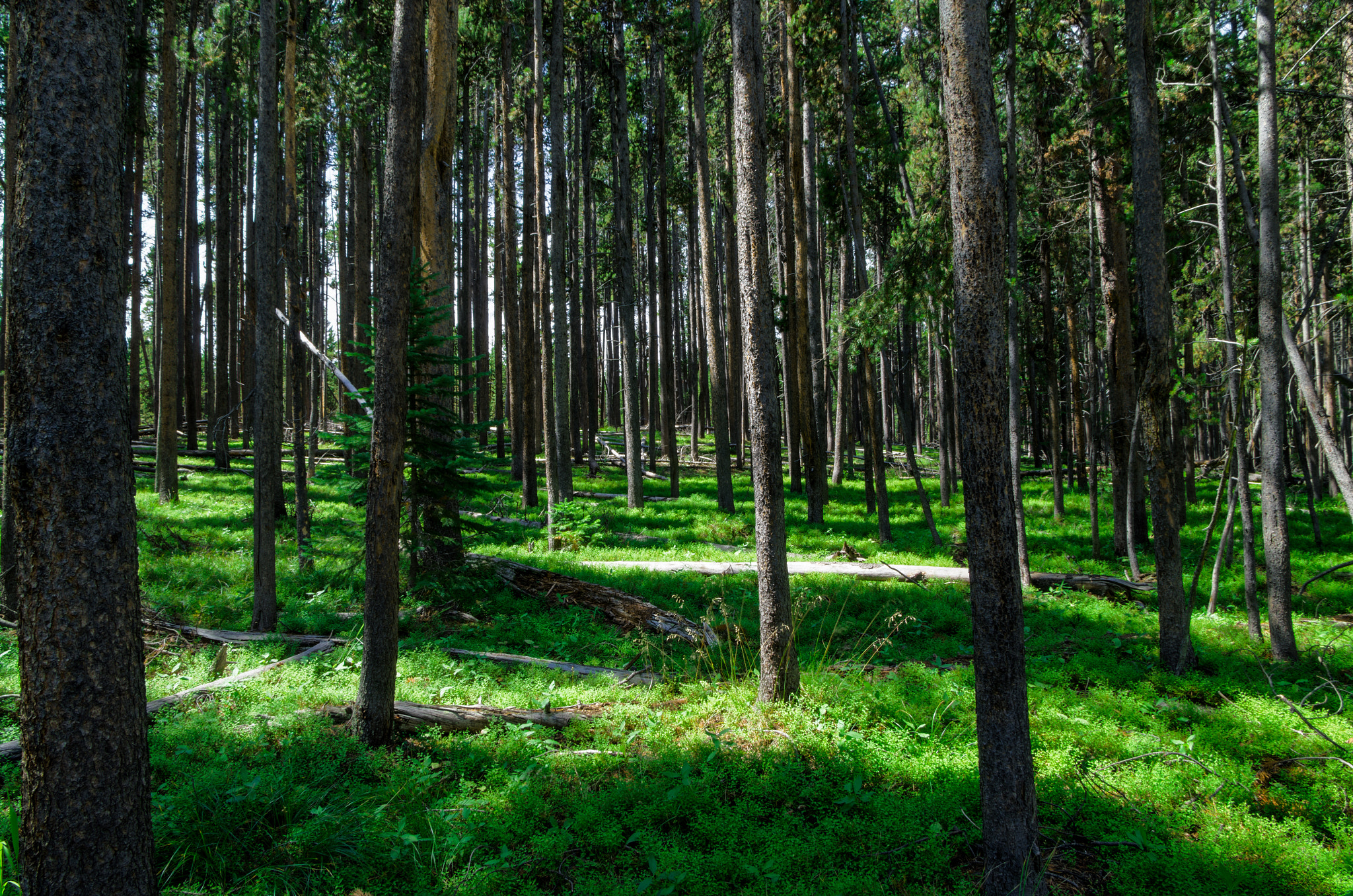 Pentax smc DA* 16-50mm F2.8 ED AL (IF) SDM sample photo. Yellowstone new forest photography