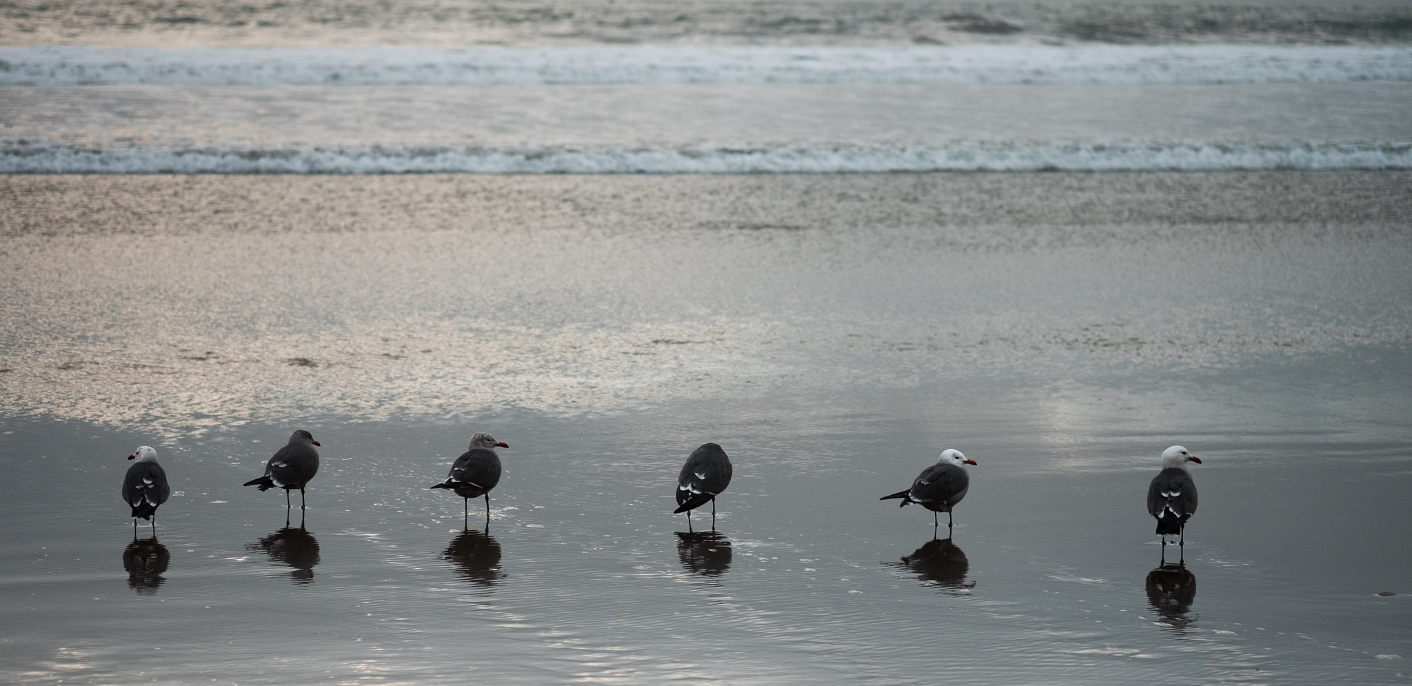 Fujifilm X-E2 + Fujifilm XF 60mm F2.4 R Macro sample photo. Birds photography