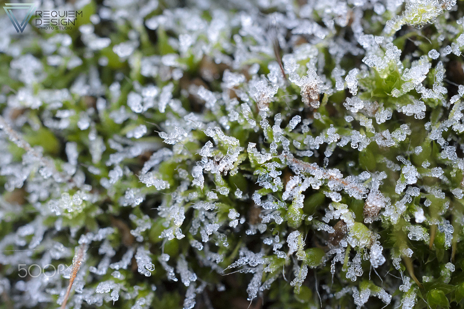 Nikon AF-S DX Micro Nikkor 40mm F2.8 sample photo. Frozen photography