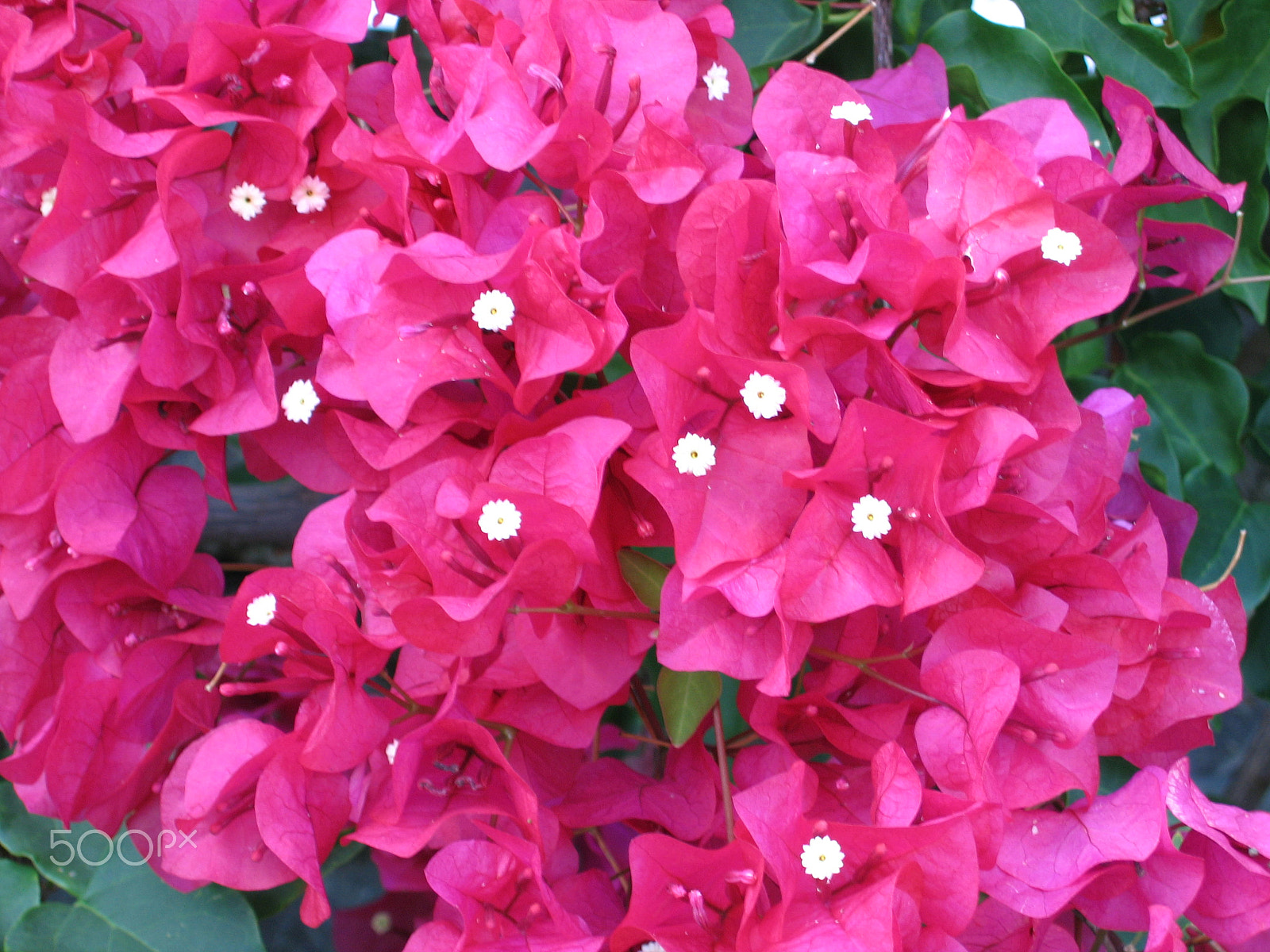 Canon POWERSHOT A95 sample photo. Flower photography