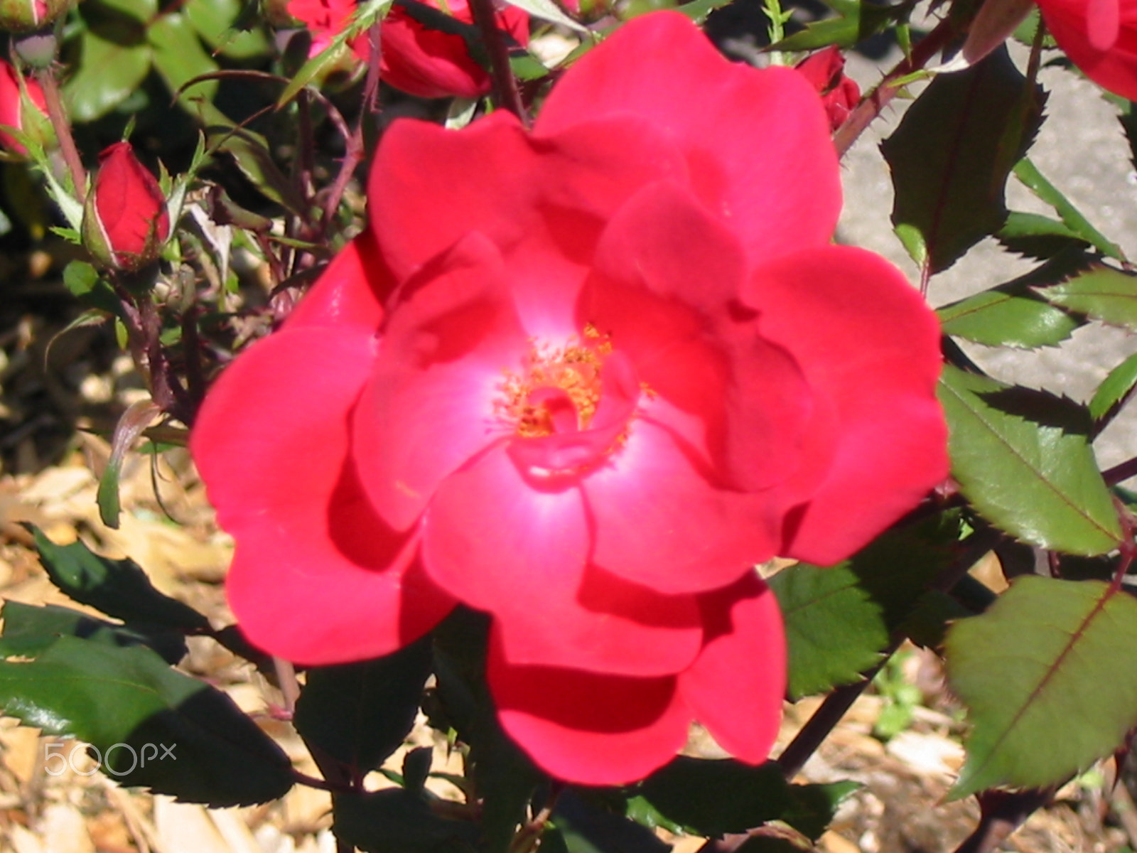 Canon POWERSHOT A40 sample photo. Flower photography