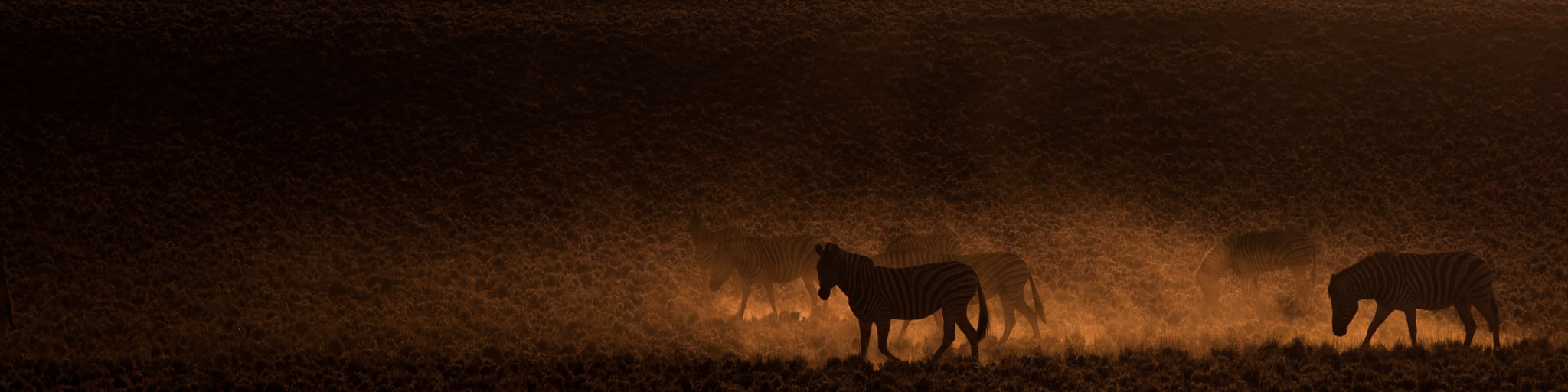 Pentax K-1 sample photo. Shades of zebras photography