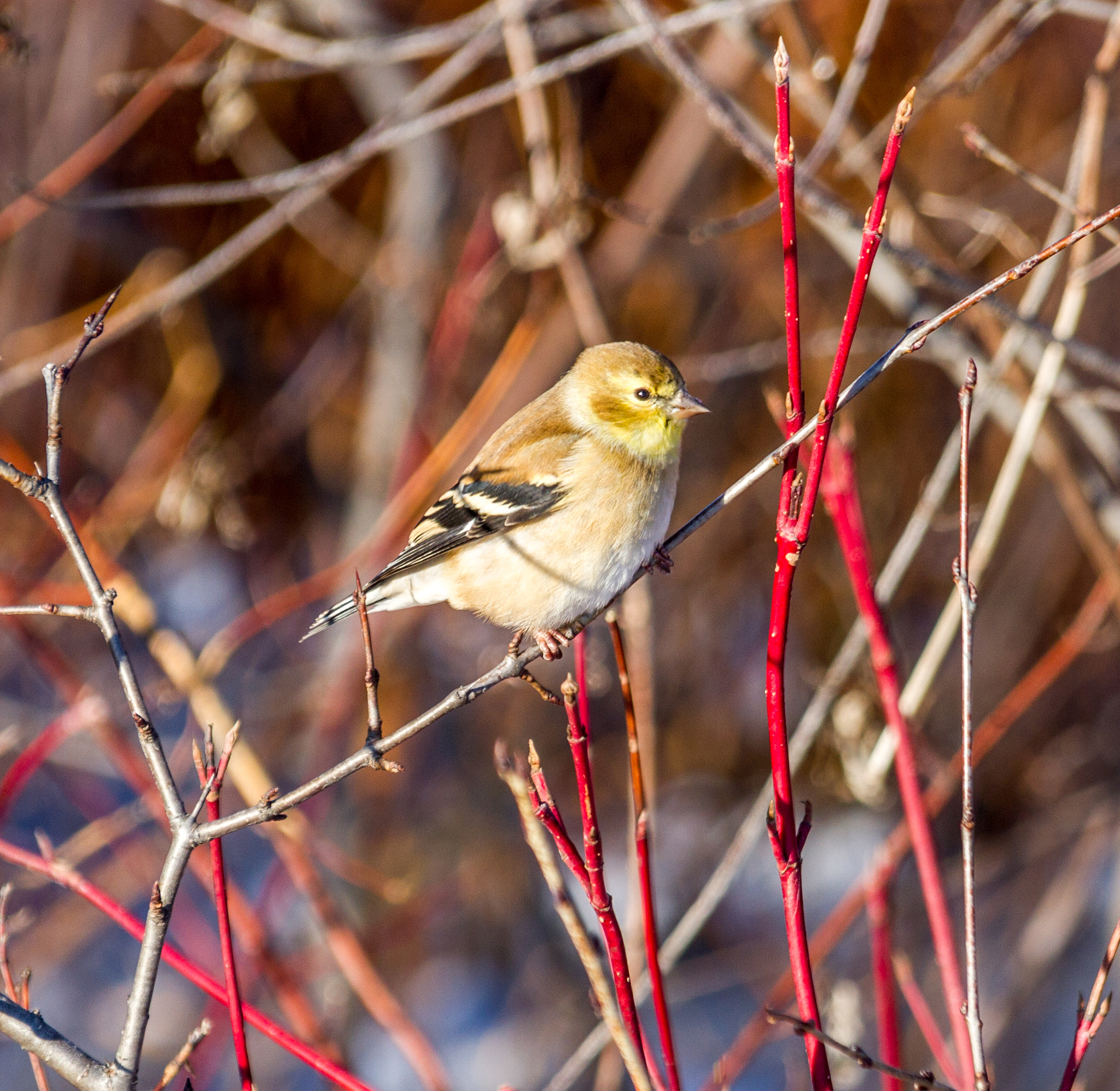 Canon EOS 7D + Sigma 18-200mm f/3.5-6.3 DC OS sample photo. Finch like bird in winter photography