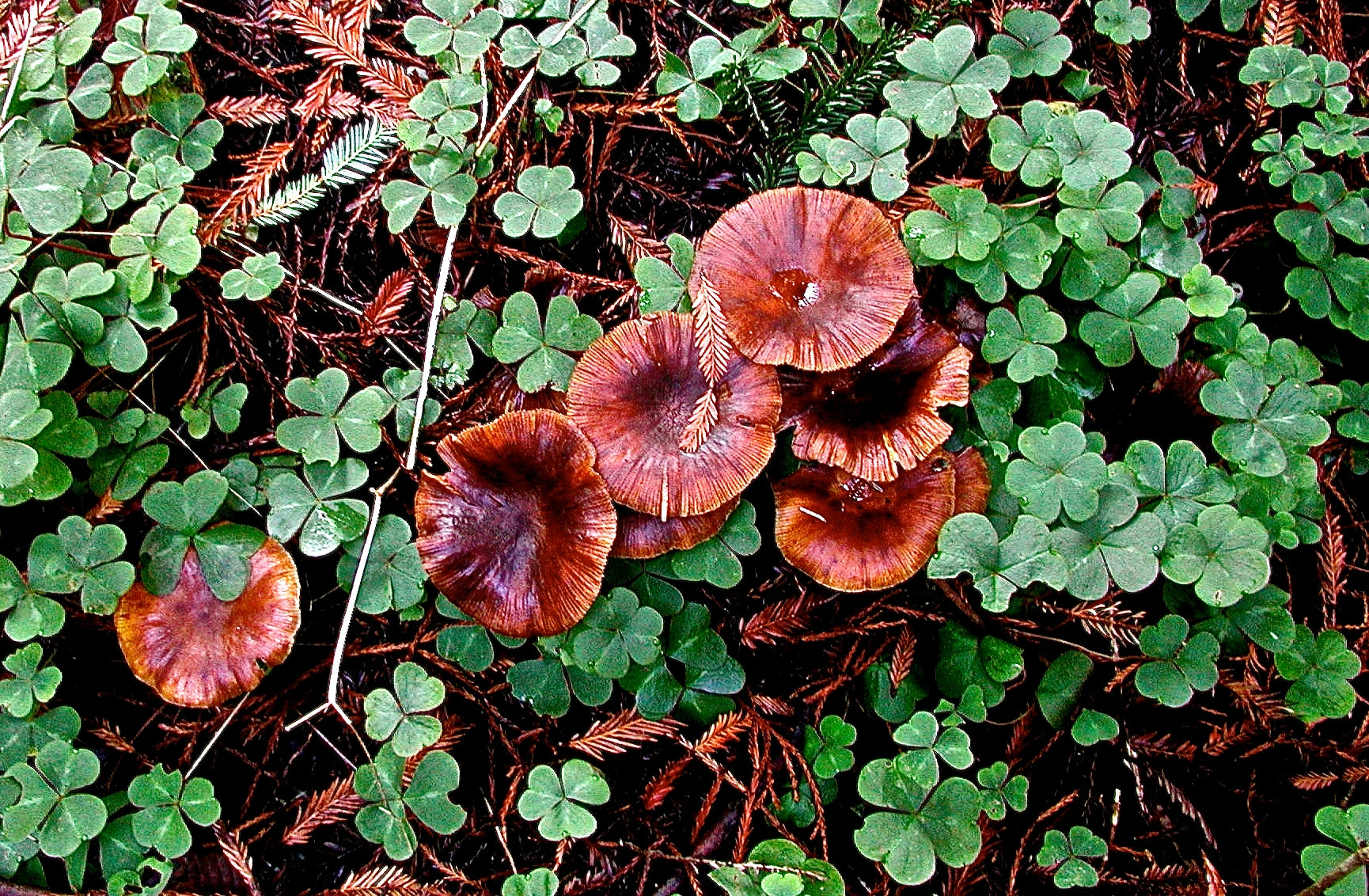 Olympus C3040Z sample photo. Redwood forest floor photography