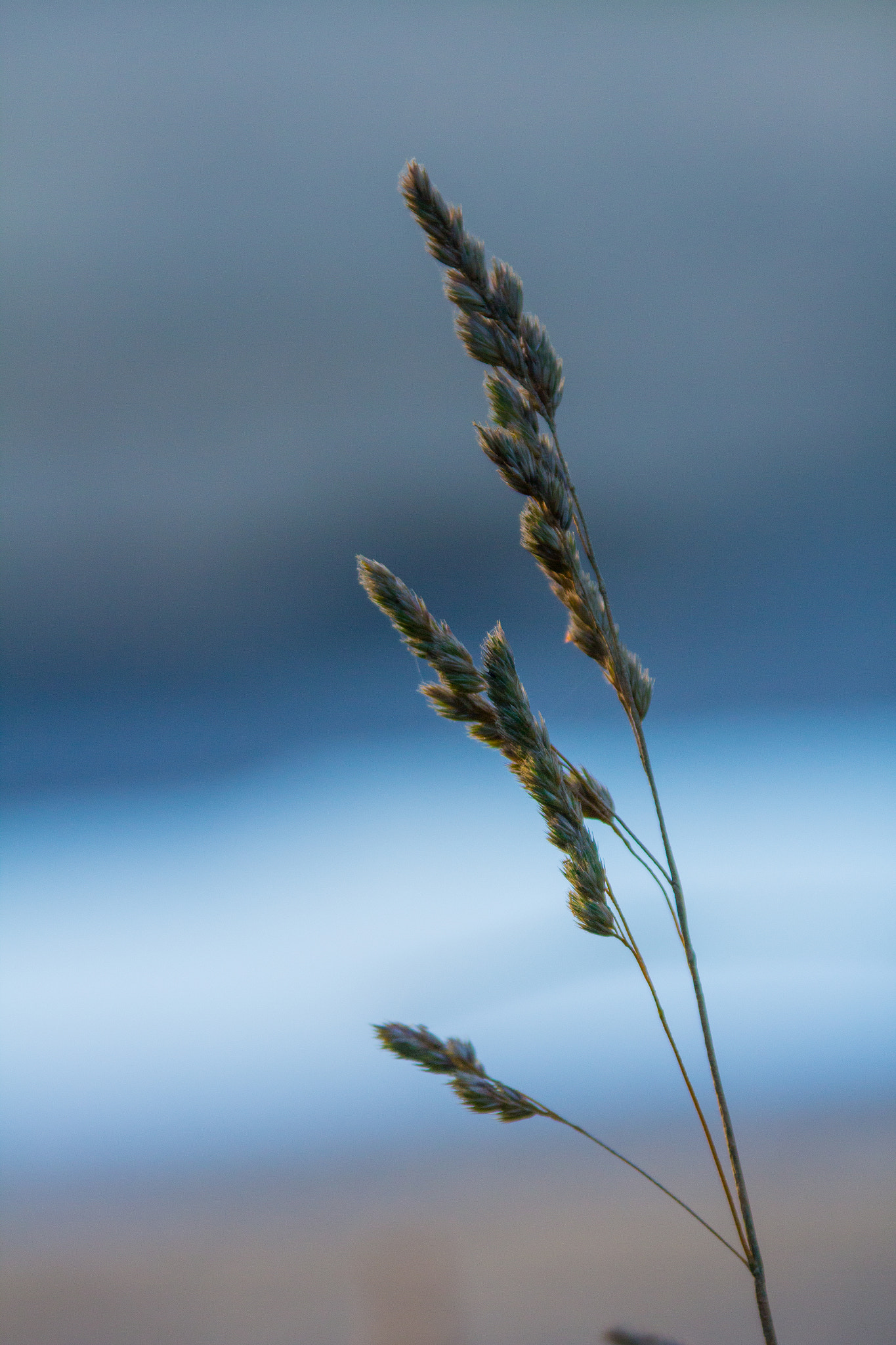 Sigma 70-200mm F2.8 EX DG OS HSM sample photo. Grass photography