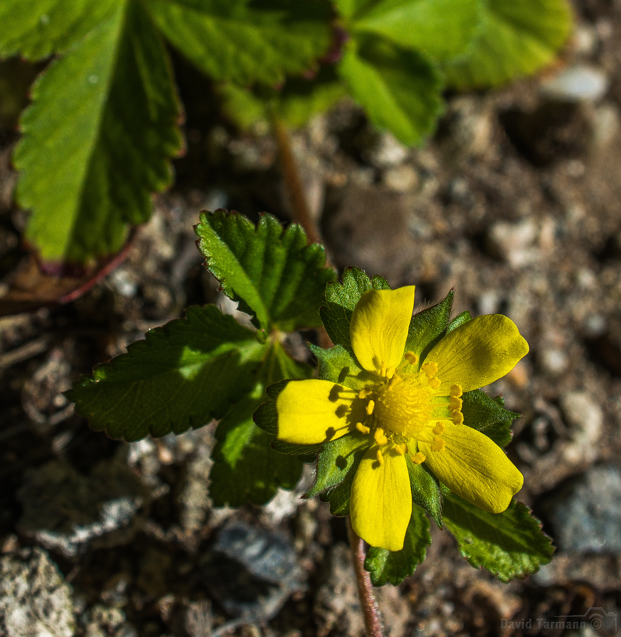AF Zoom-Nikkor 28-85mm f/3.5-4.5 sample photo. Wild strawberry photography
