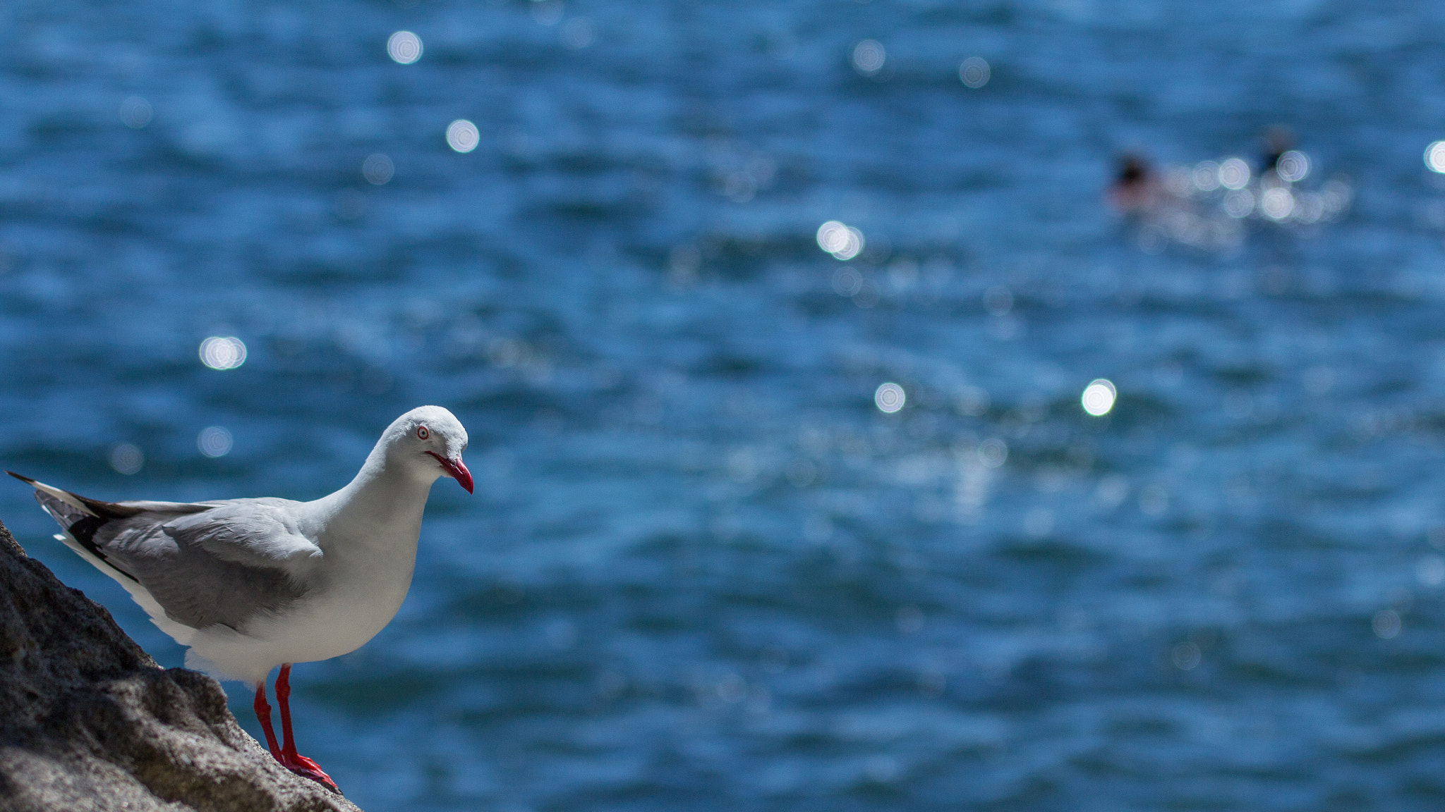 Sigma 70-200mm F2.8 EX DG OS HSM sample photo. Gull photography