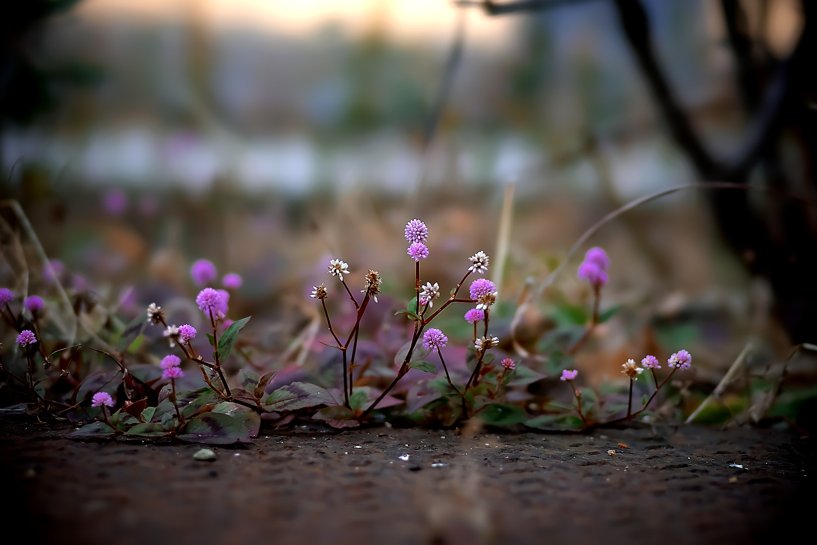 Sony a7 + 135mm F2.8[T4.5] STF sample photo. Small flower photography