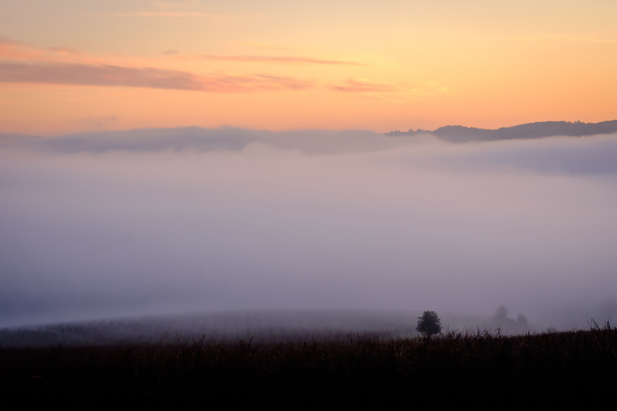 Fujifilm X-E2 + Fujifilm XF 60mm F2.4 R Macro sample photo. Flowing fog photography