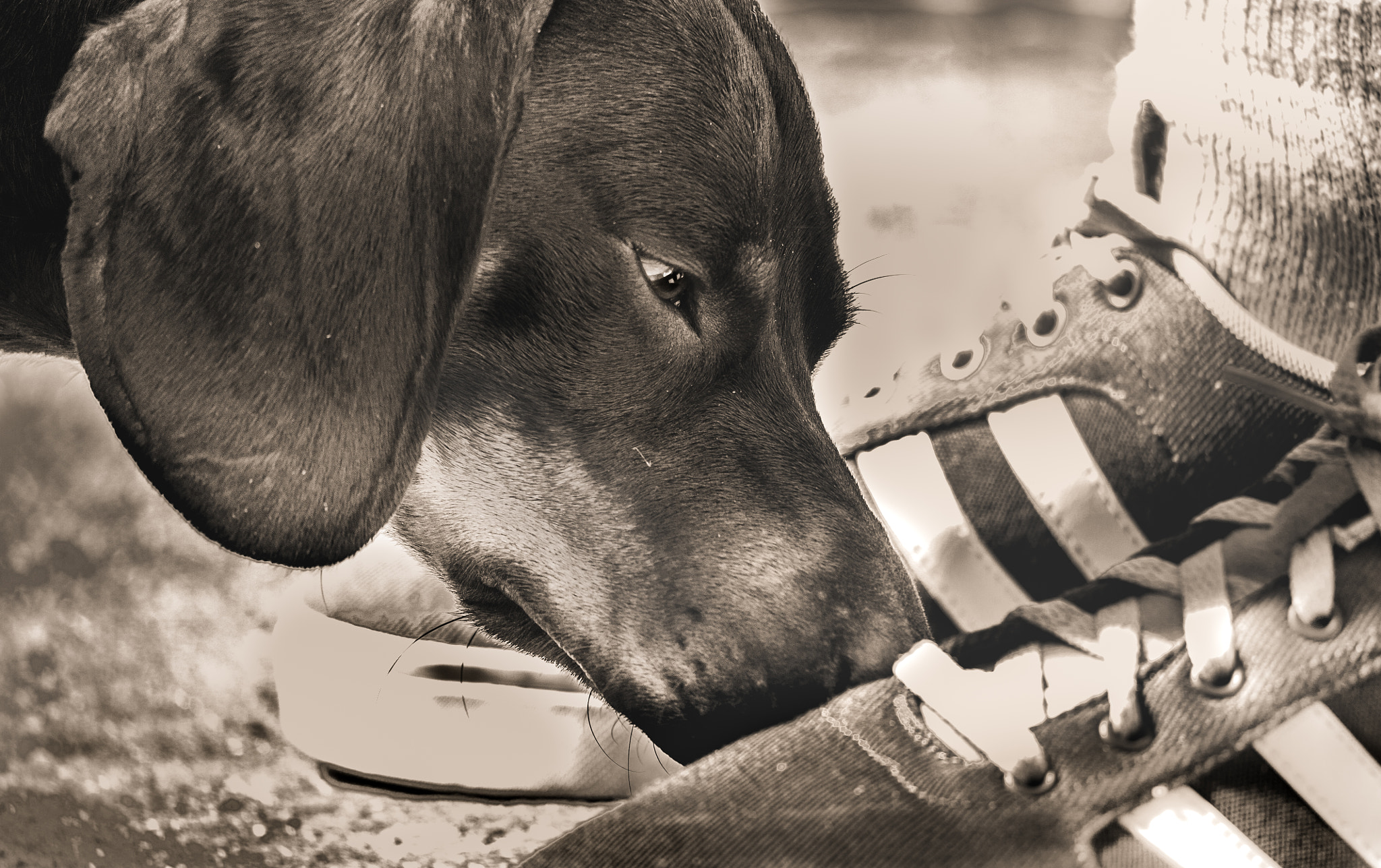 Canon EF-S 55-250mm F4-5.6 IS STM sample photo. Dog lover photography