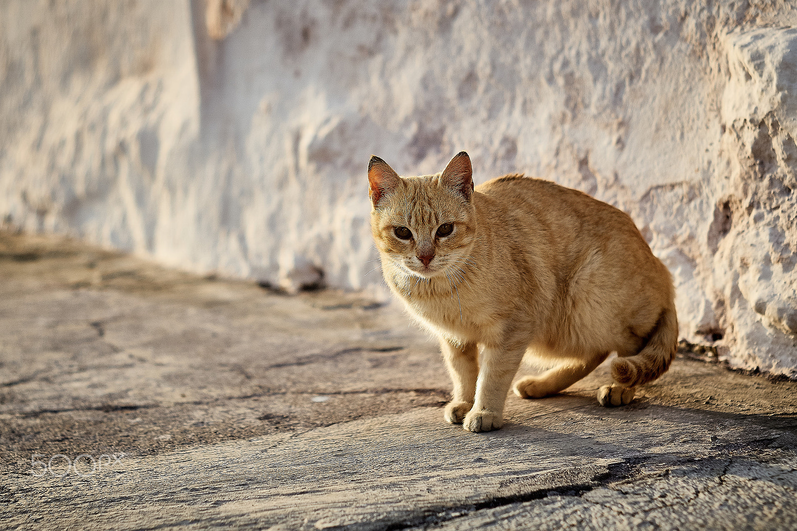 Sony ILCA-77M2 + Minolta AF 50mm F1.7 sample photo. On your mark! photography