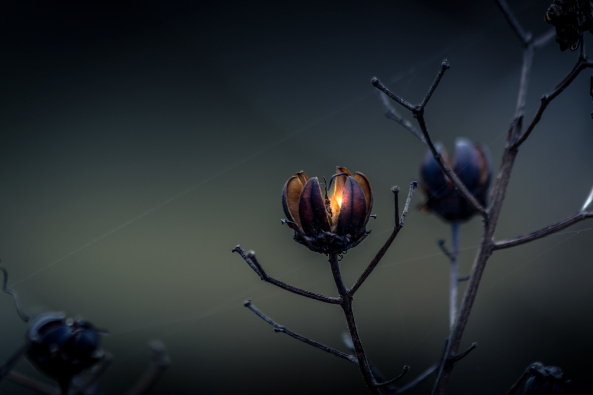 Canon EF 70-300mm F4-5.6 IS USM sample photo. In the dead of winter, there is the spark of hope  ... photography
