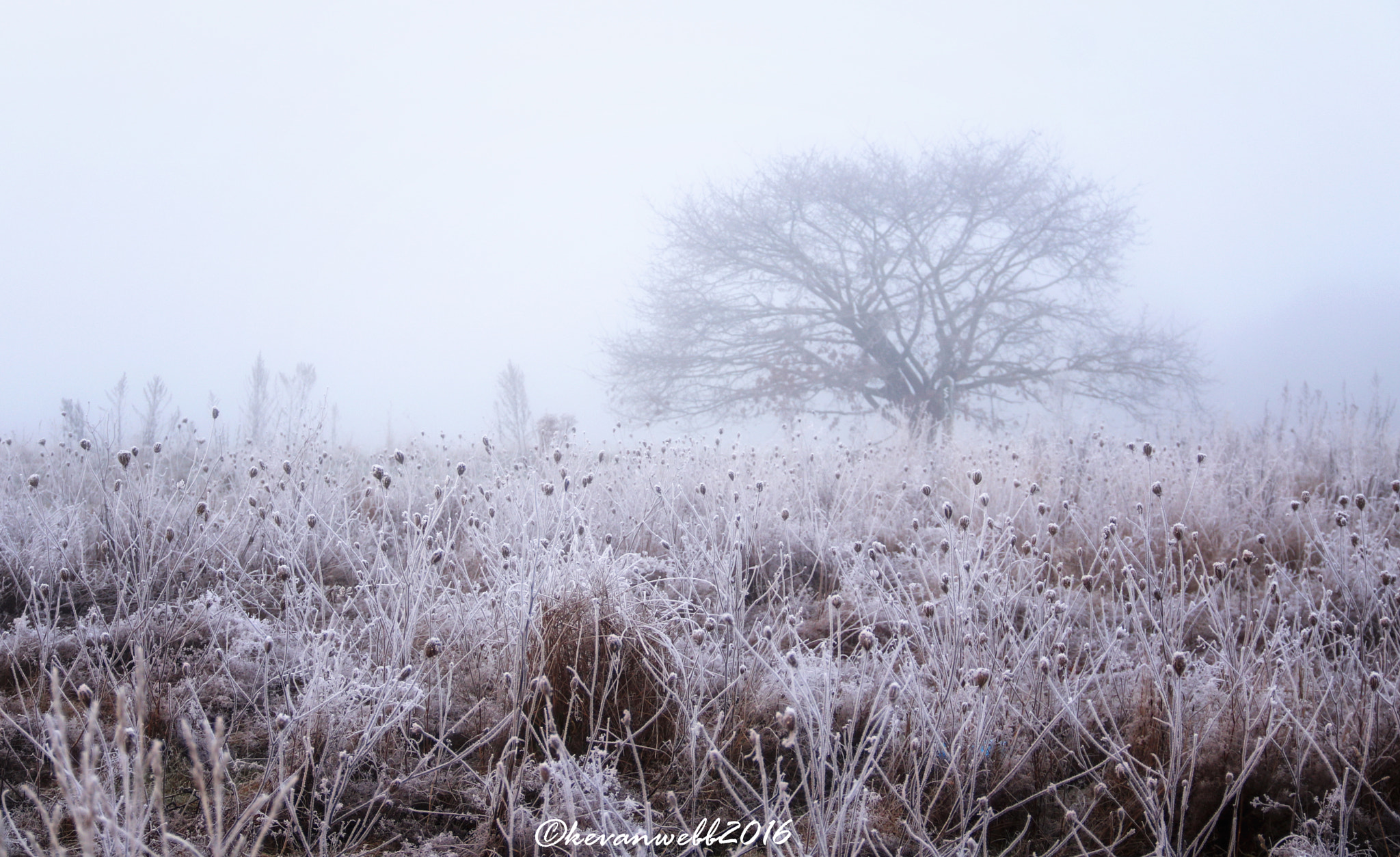 Canon EOS 760D (EOS Rebel T6s / EOS 8000D) sample photo. Winters dream photography