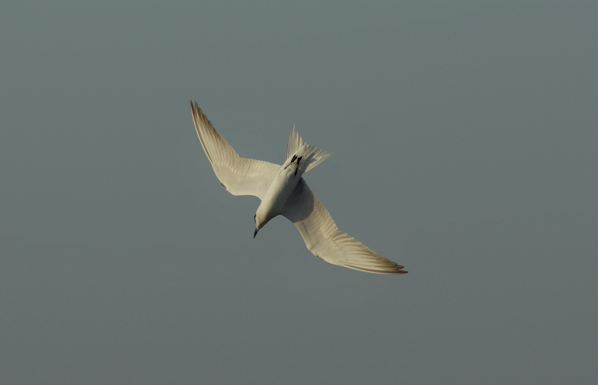 Pentax K-3 + smc PENTAX-F* 300mm F4.5 ED[IF] sample photo