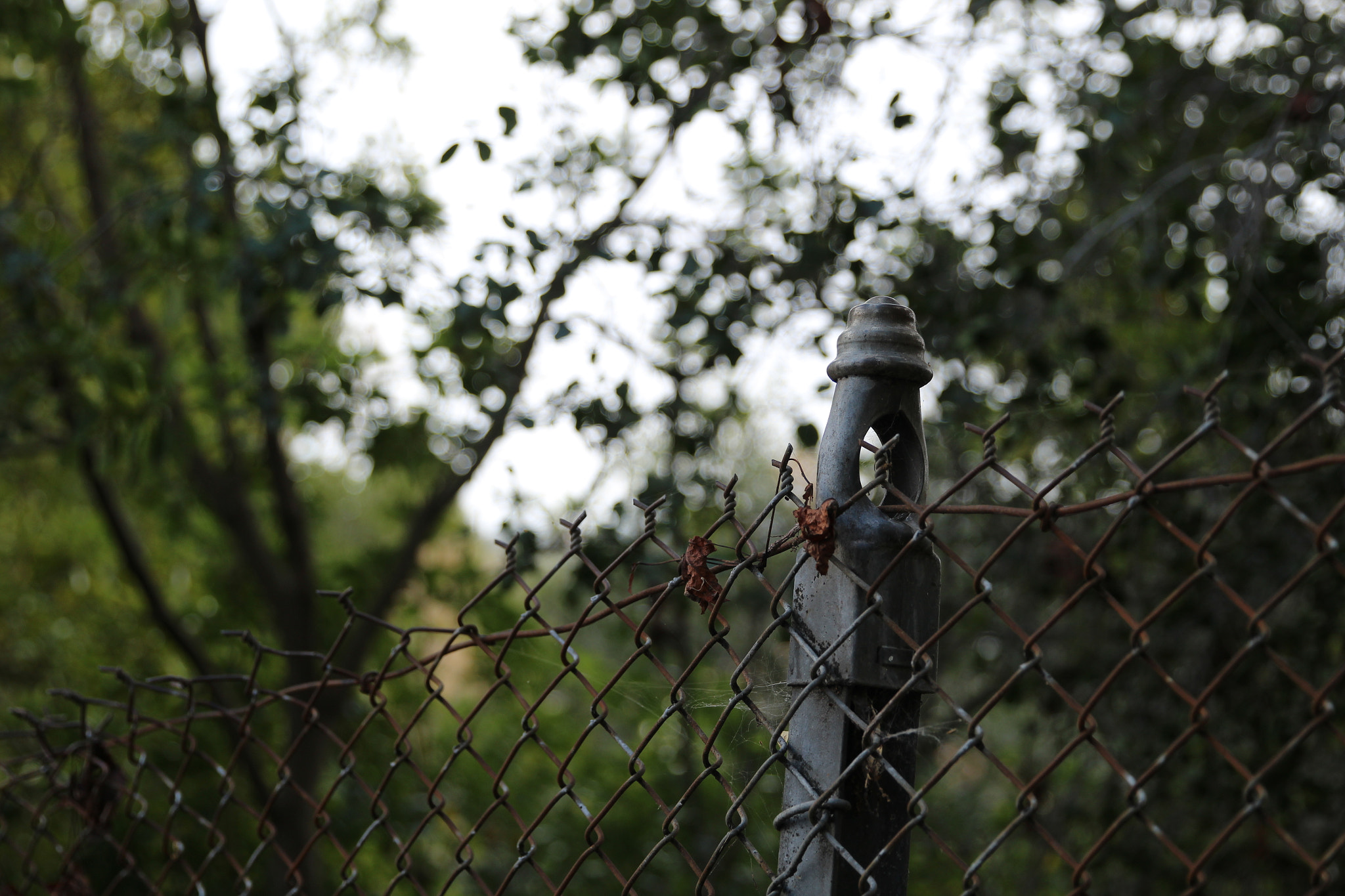 Canon EF 24-70mm F2.8L II USM sample photo. Nye rose garden jaunt photography