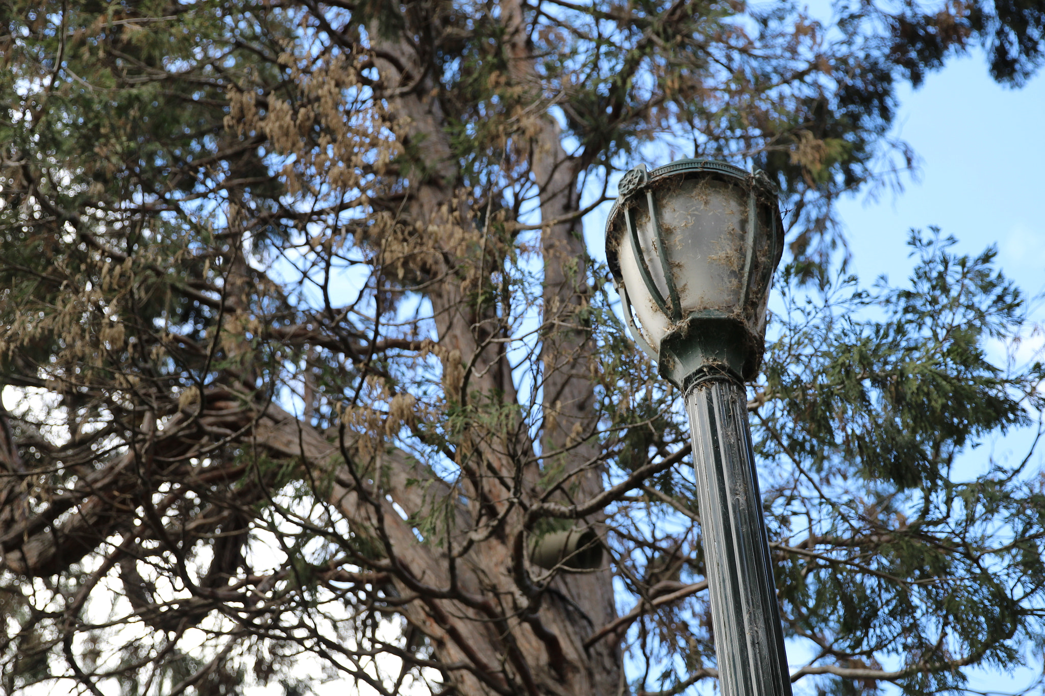 Canon EF 24-70mm F2.8L II USM sample photo. Nye rose garden jaunt photography